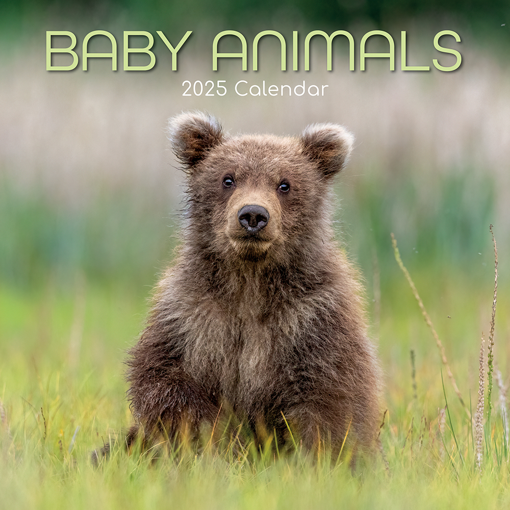 [9781837889143] Calendar 2025 Square Wall - Baby Animals